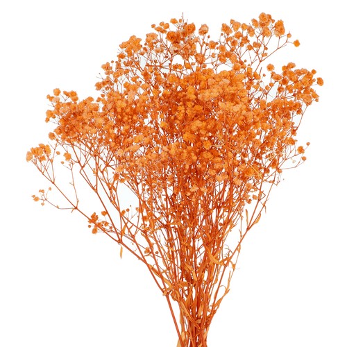 Fiori secchi baby breath - fiori, baby's