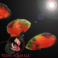 ROSSO RAME OSCA-ALTA