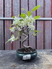 Bonsai melo n1 - di,