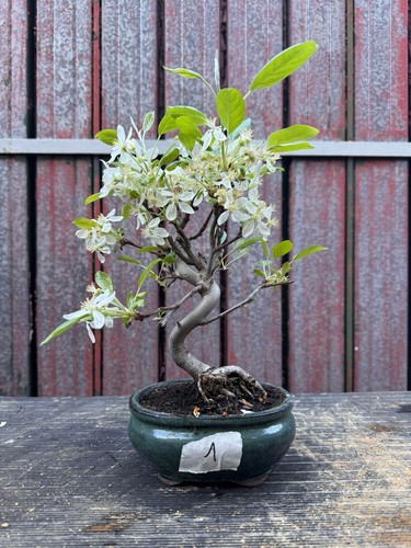 Bonsai melo n1 - melo,