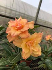 5 semi Adenium obesum ORANGE -