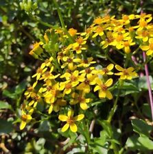 Senecio angulatus pianta grassa rampicante da giardino-vaso-terrazzo