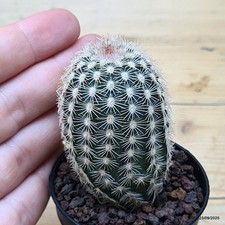 Echinocereus pectinatus