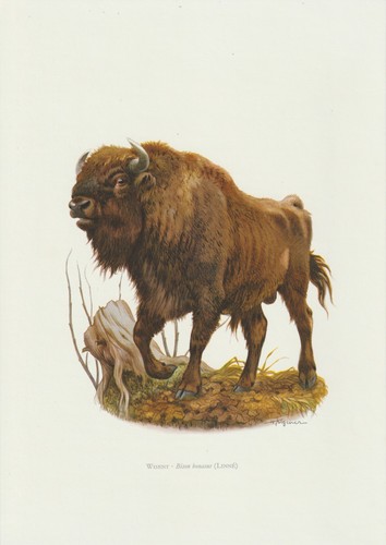Wisent bison bonasus - stampa, a