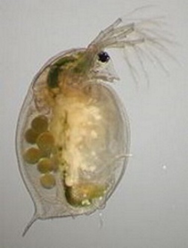 Daphnie daphnia dafnie - , daphnia,