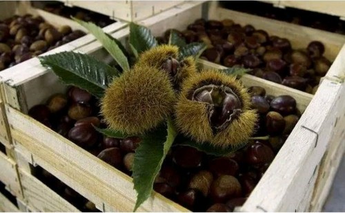 Castagne vallerano dop in - vallerano,