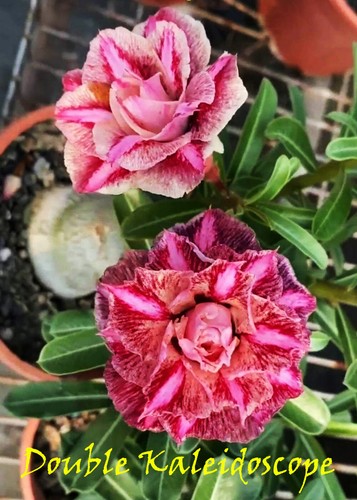 Nuovo adenium obesum rosa - adenium,