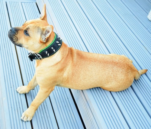 Collare per cani fatto mano - per,
