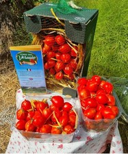 Pomodoro del piennolo del Vesuvio da 1.5 kg
