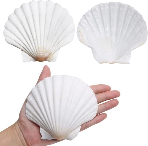 Scallop shells for - shells, 4-5