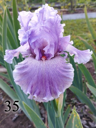 Rizoma iris germanica - rizoma, di