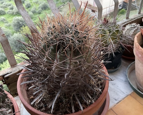 Cactus ferocactus emory - ferocactus,