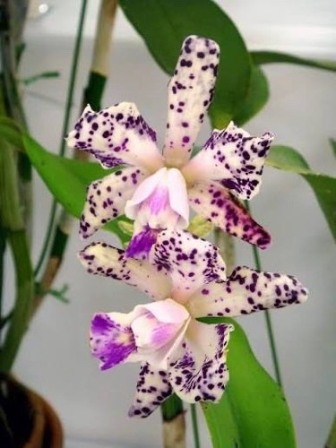 Cattleya calvin grisafe - cattleya, orchid