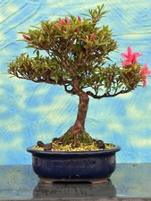 Joe Bonsai di Azalea Satsuki