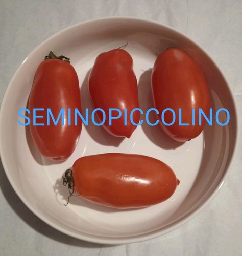Semi pomodoro san marzano - 25,