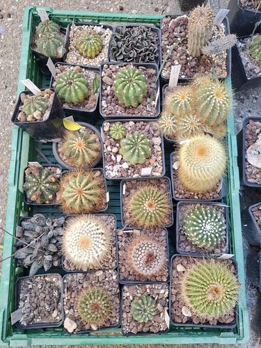 Parodia lot - parodia,