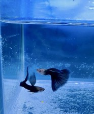 Pesce Guppy Half Black Night