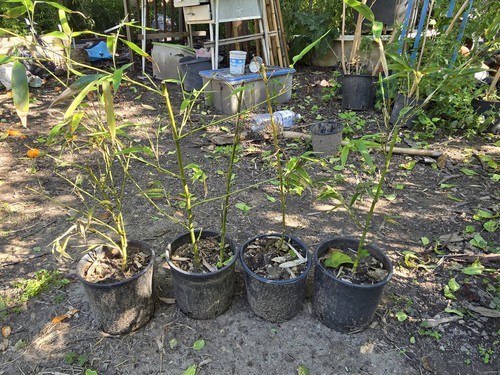 Piante bambu gigante - 4,