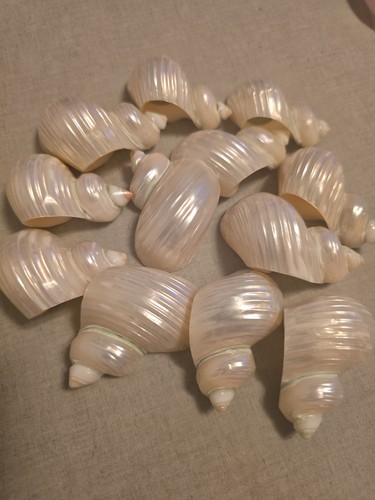 Lotto vintage conchiglie - lotto,