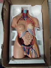 MODELLO ANATOMICO TORSO CORPO UMANO 3D ALTEZZA 85 cm. MEDIA DIRECT SRL