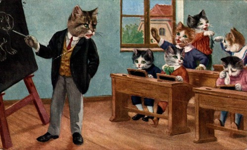 Animali gatti veste - gatti, in