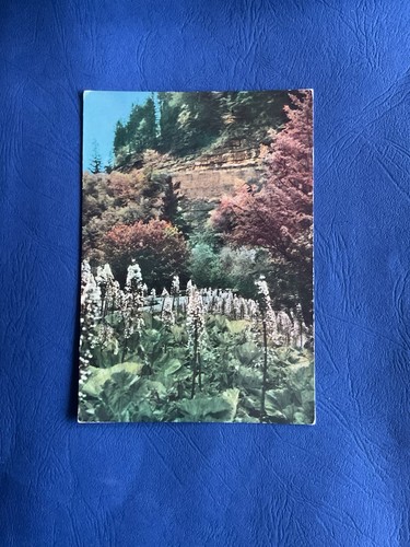 Cartolina corniolo campigna - -,