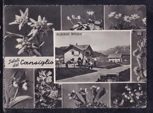 Cartolina saluti dal cansiglio - cartolina,