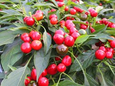 PEPERONE " Sweet Red Cherry "