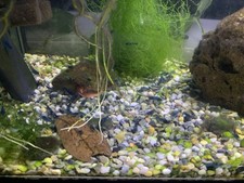 Neocaridine Davidi Blue Dream