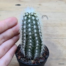 Echinocereus reichenbachii v