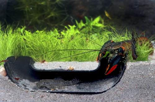 Natureholic acquario tunnel - natureholic,