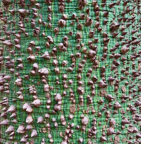 Chorisia speciosa albero - speciosa,
