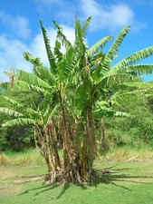 Musa cheesmanii, Banana del