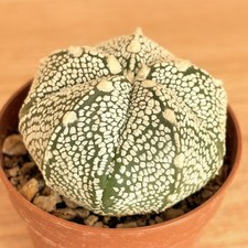 Astrophytum cokabuto ,  pot