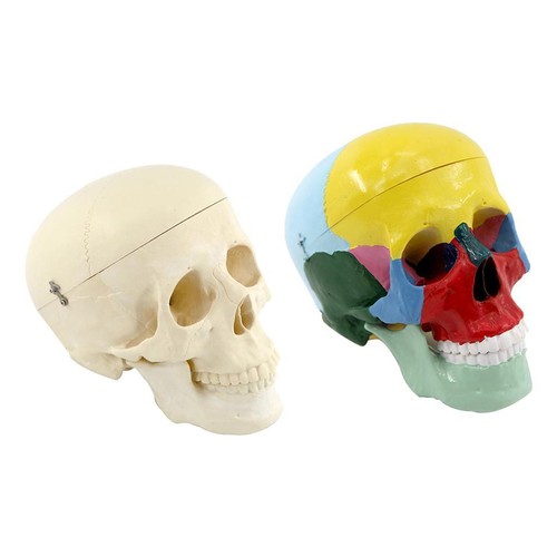 Modello cranio umano il - di,