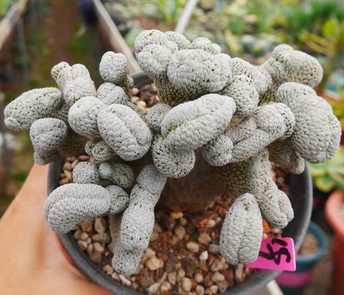 Rare cacti pelecyphora - rare,