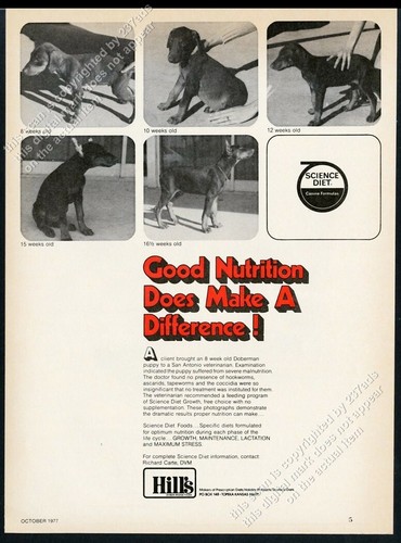 1977 doberman pinscher - doberman,