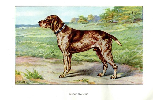 Stampa antica 1900 cane bracco - stampa,