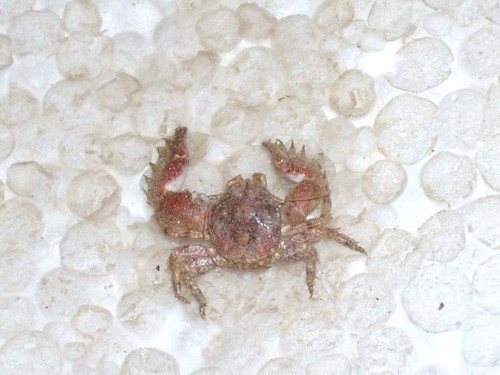Crab spectacular - crab,
