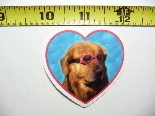 Golden retriever nuoto - golden,