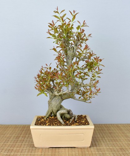 Bonsai melograno punica - bonsai, (punica
