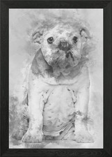 Bulldog inglese cucciolo 4 mo