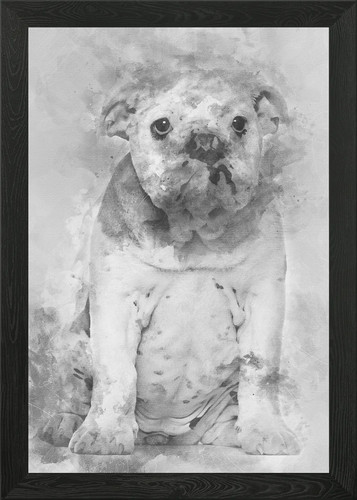English bulldog puppy mo - bulldog,