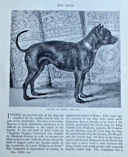 1886 giocattolo cani - giocattolo, inglese