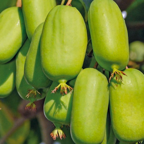 Actinidia jumbo leccio femmina - actinidia,