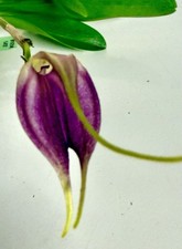Masdevallia Species impostor NEW pianta fiorita orchidee Dracula