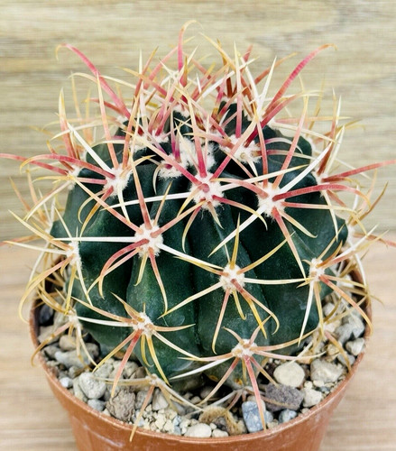 Ferocactus gracilis pot 8 - pot,