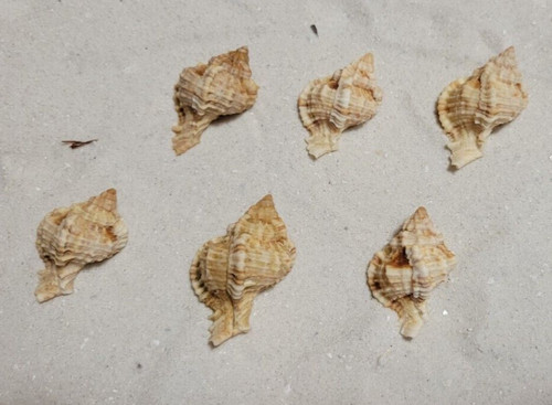 Lotto conchiglie sanibel - conchiglie,