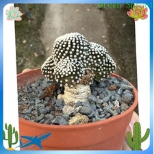 Rare piante da giardino