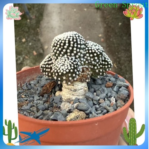 Rare piante giardino - rare,